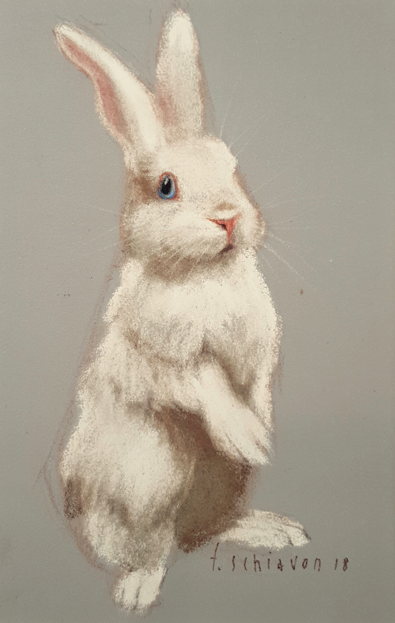 Easter bunny - 13 x 18 cm - carta speciale